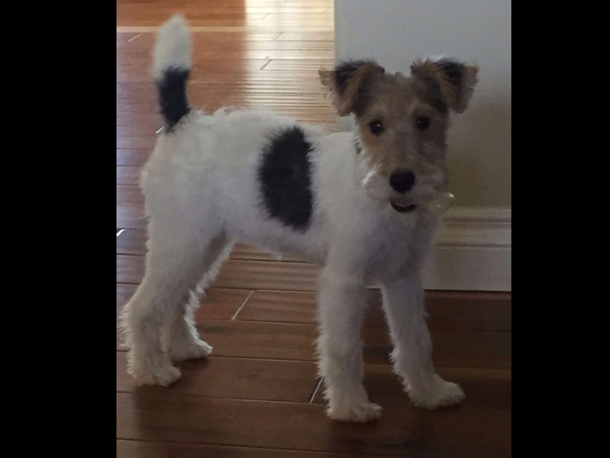 Wire Fox Terrier Puppies breeder image 9