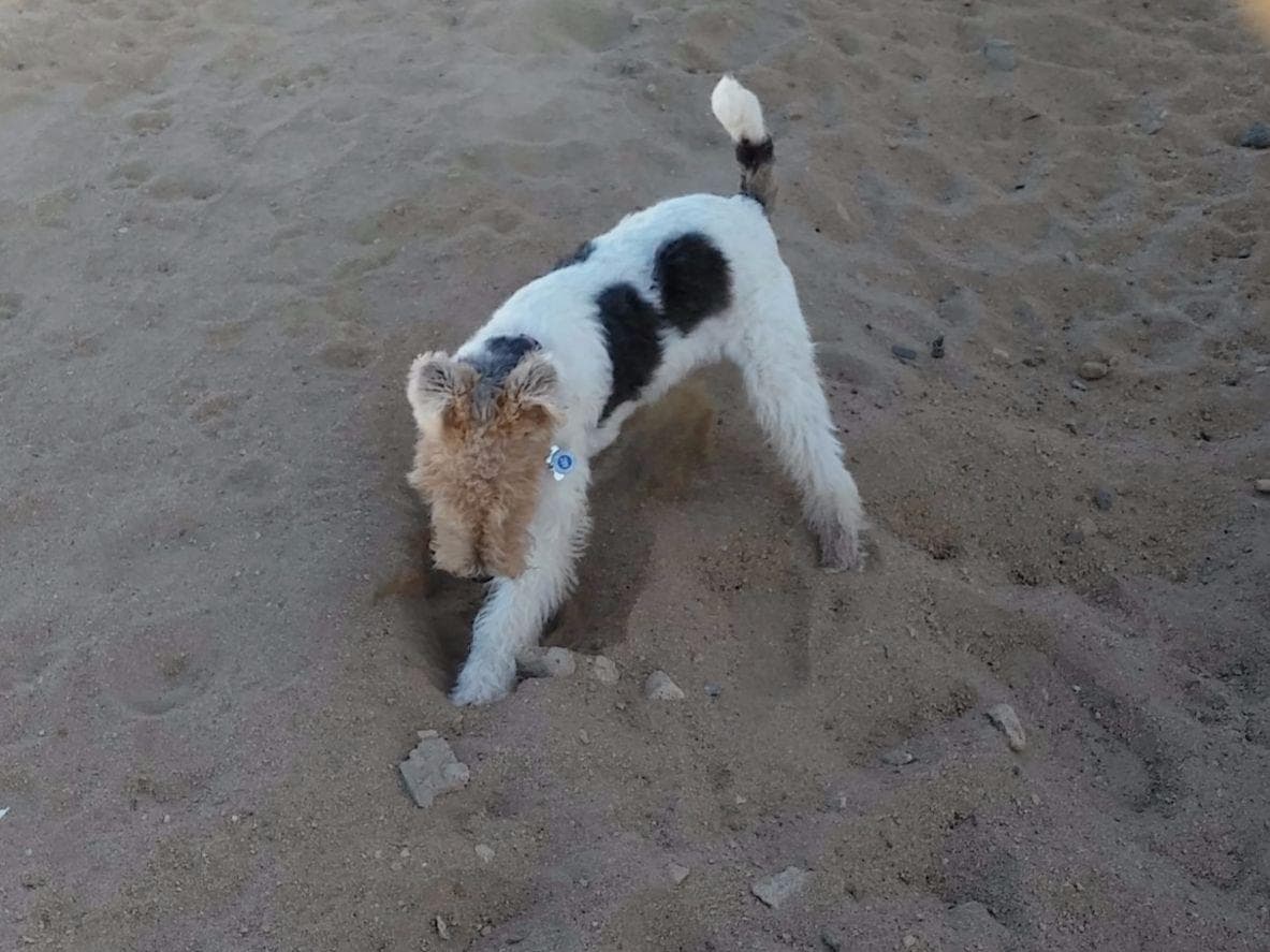 Wire Fox Terrier Puppies breeder image 11