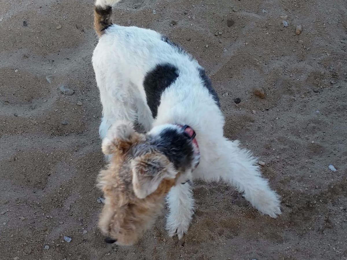 Wire Fox Terrier Puppies breeder image 12