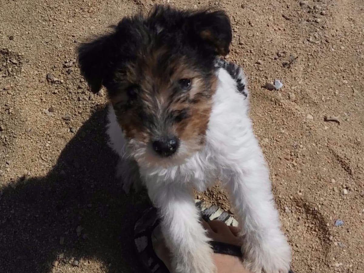 Wire Fox Terrier Puppies breeder image 13