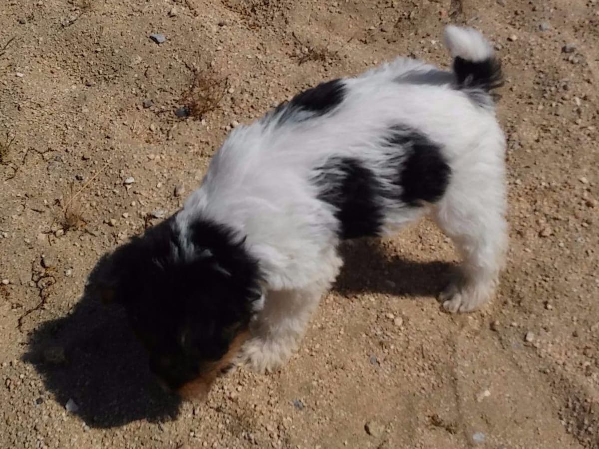 Wire Fox Terrier Puppies breeder image 14
