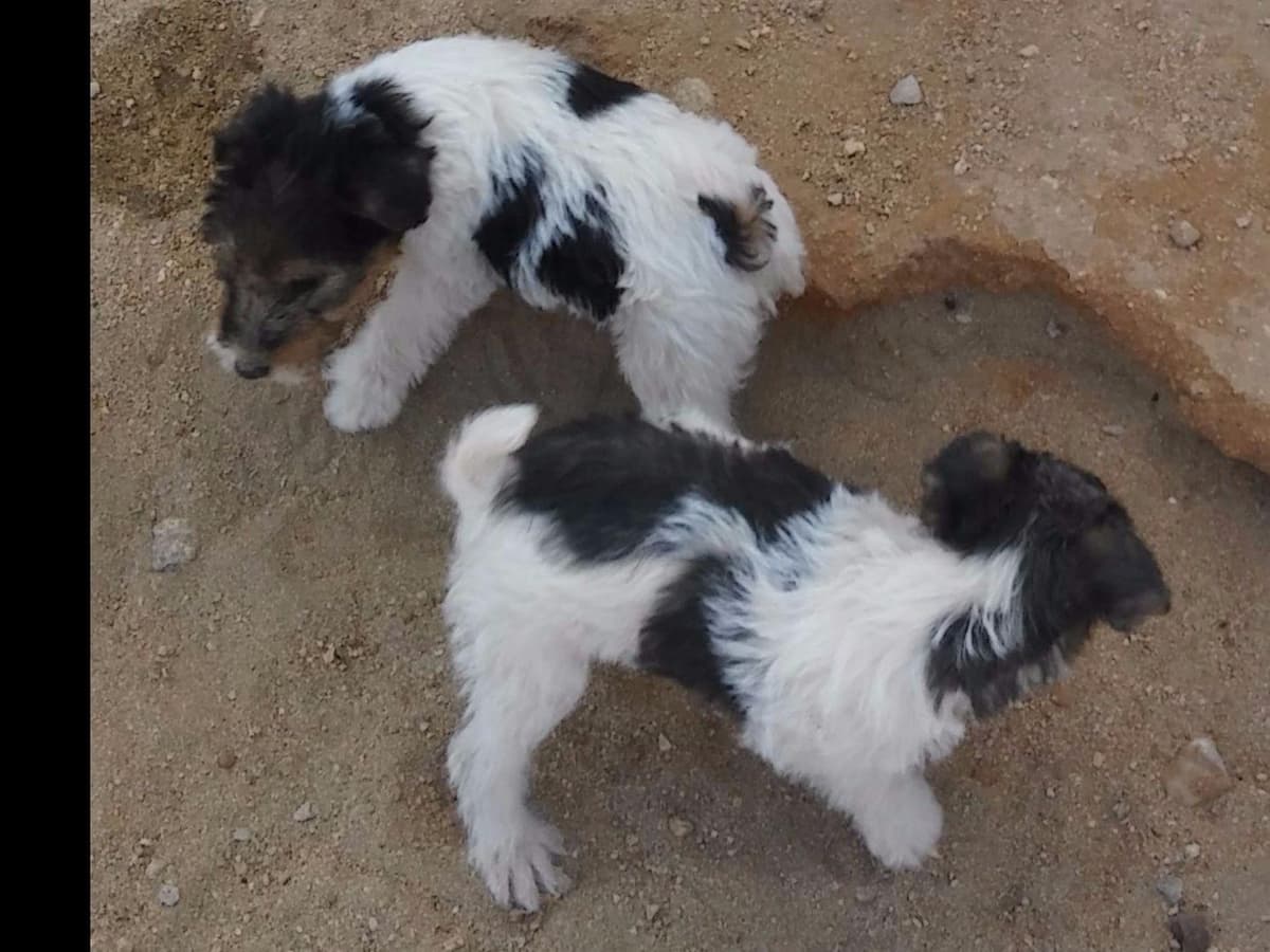 Wire Fox Terrier Puppies breeder image 8