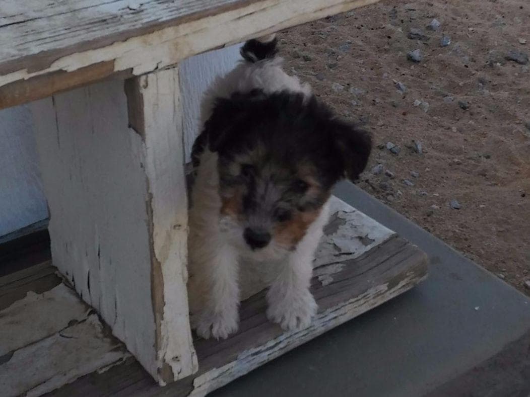 Wire Fox Terrier Puppies breeder image 15