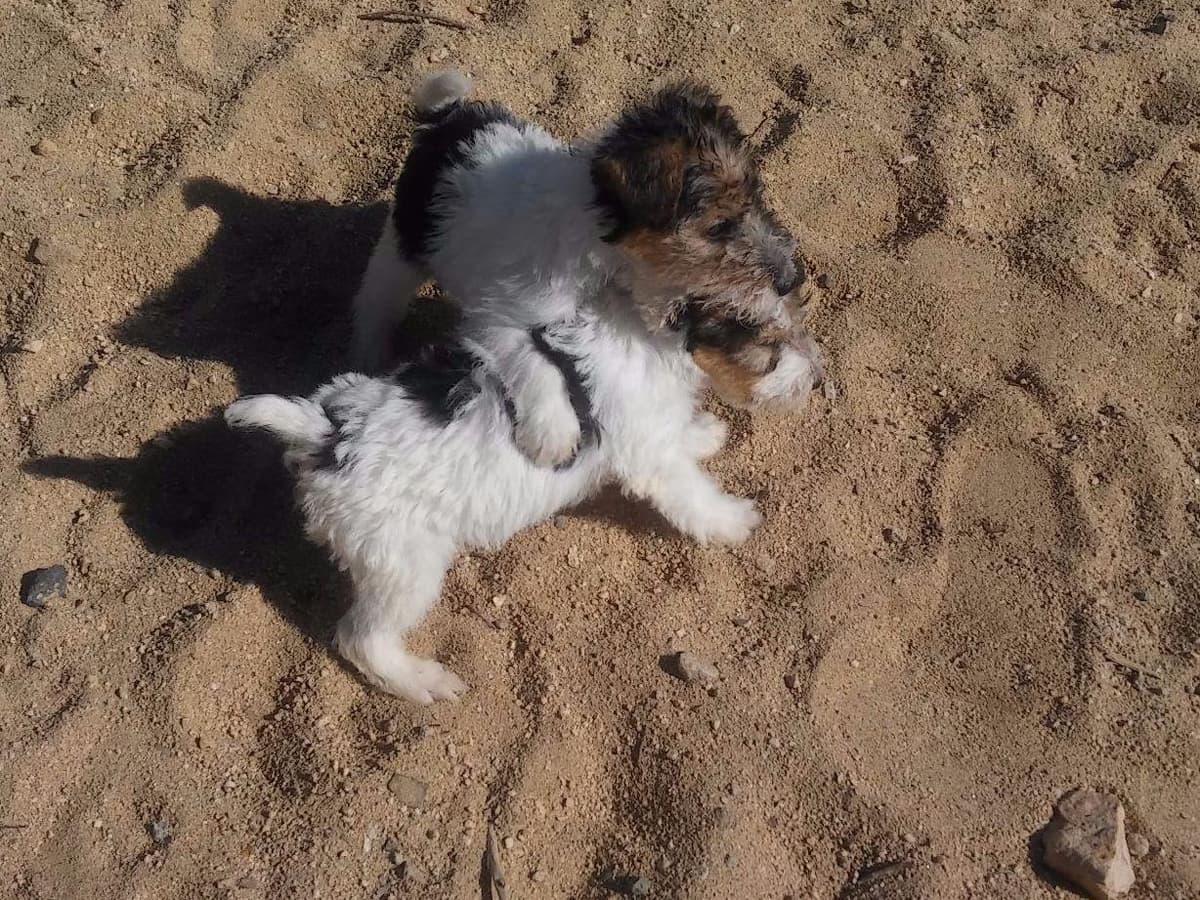 Wire Fox Terrier Puppies breeder image 1