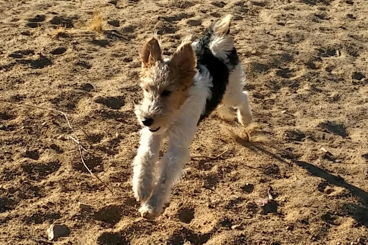 Wire Fox Terrier Puppies breeder image 6