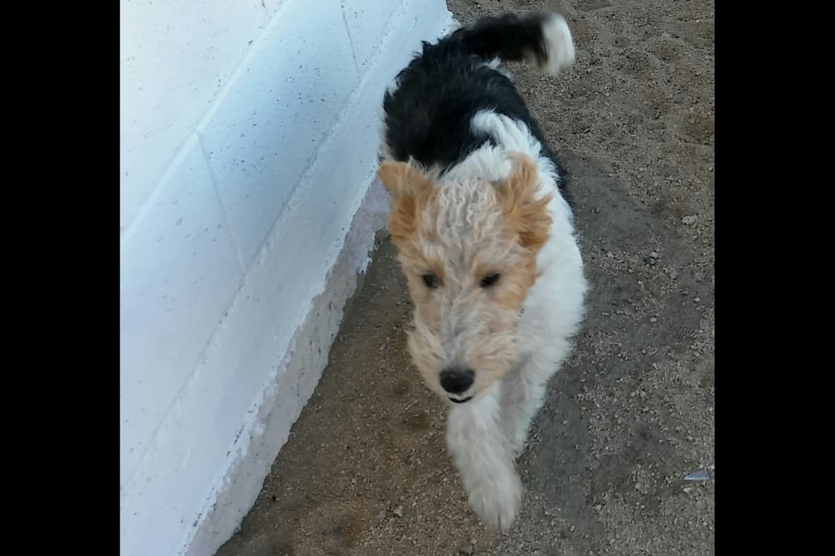 Wire Fox Terrier Puppies breeder image 5
