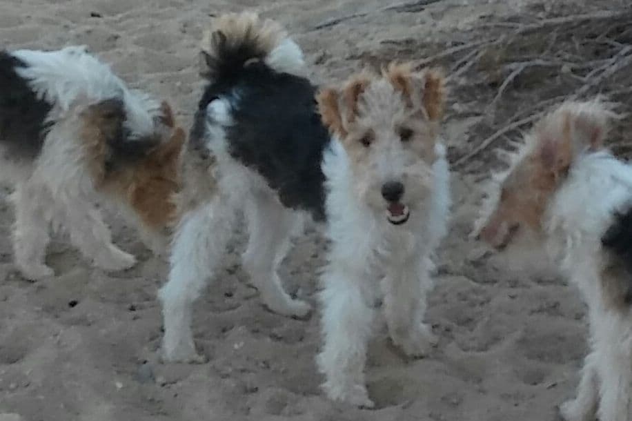 Wire Fox Terrier Puppies breeder image 4