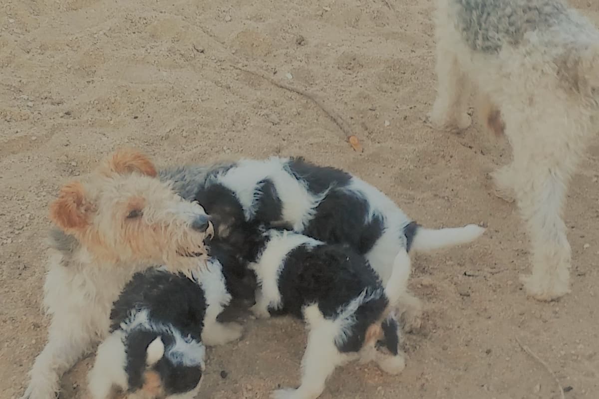 Wire Fox Terrier Puppies breeder image 2
