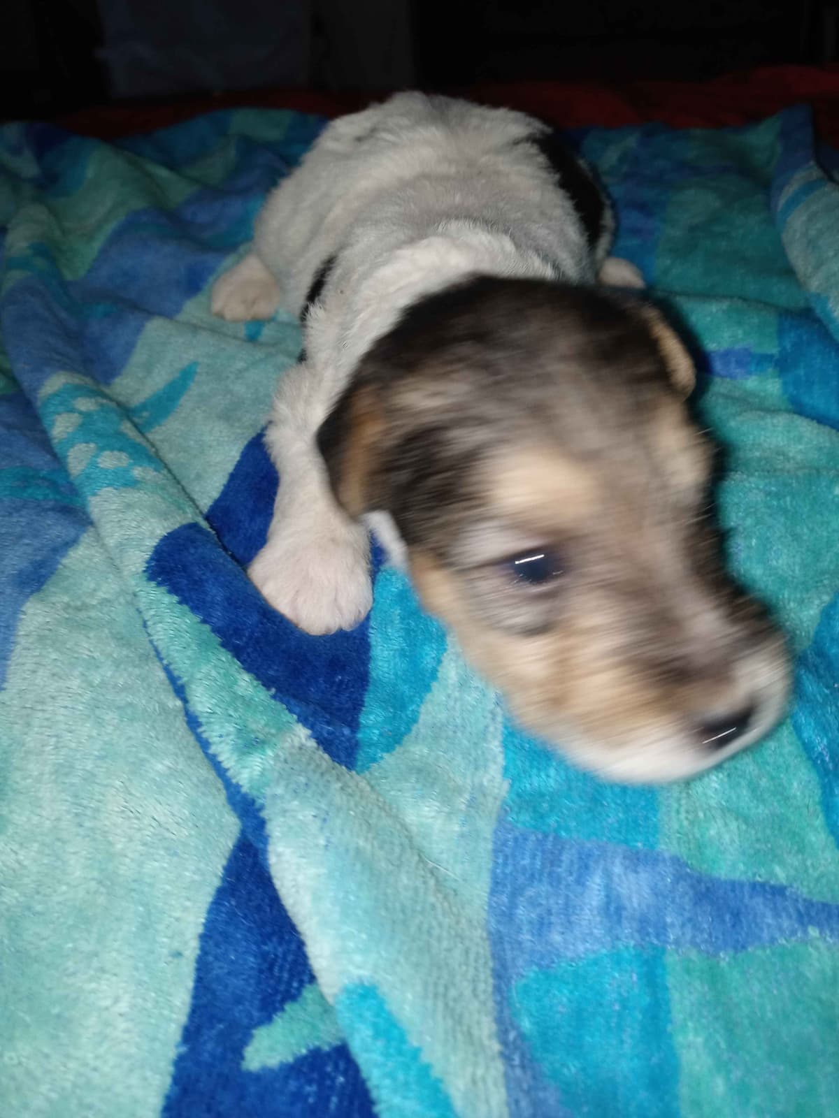 Wire Fox Terrier Puppies breeder image 16