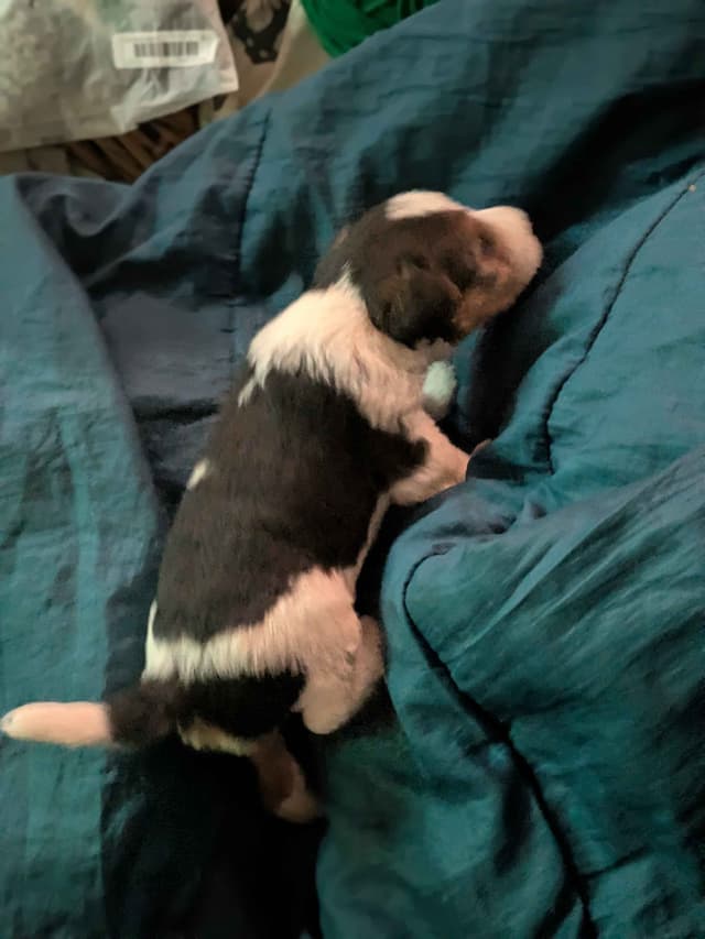 Wire Fox Terrier Puppies media 2