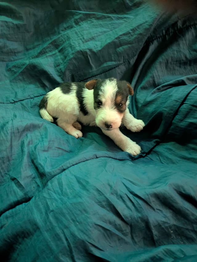 Wire Fox Terrier Puppies media 3