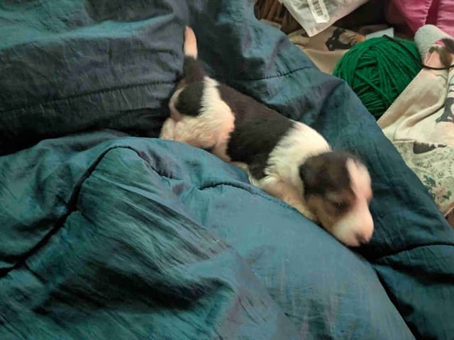 Wire Fox Terrier Puppies media 4
