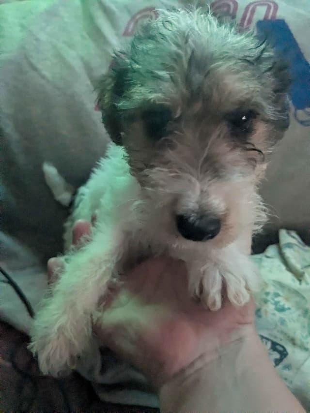 Wire Fox Terrier Puppies media 5