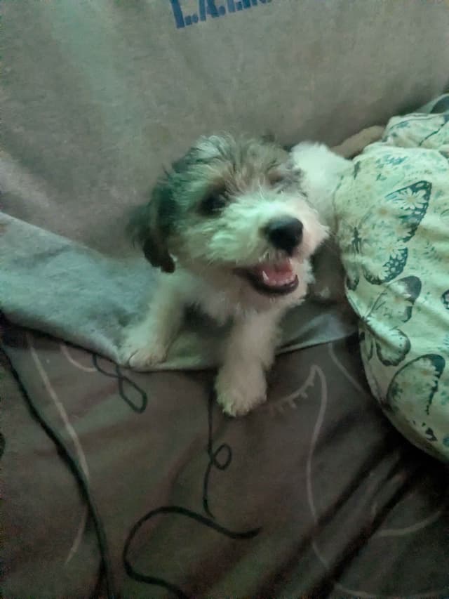 Wire Fox Terrier Puppies media 6