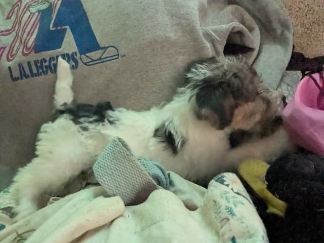 Wire Fox Terrier Puppies media 9