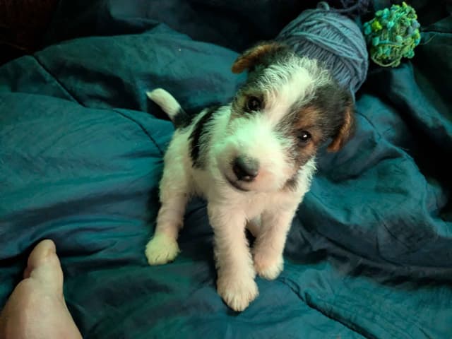 Wire Fox Terrier Puppies media 10