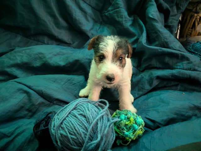 Wire Fox Terrier Puppies media 11