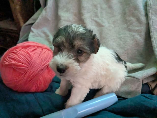 Wire Fox Terrier Puppies media 12