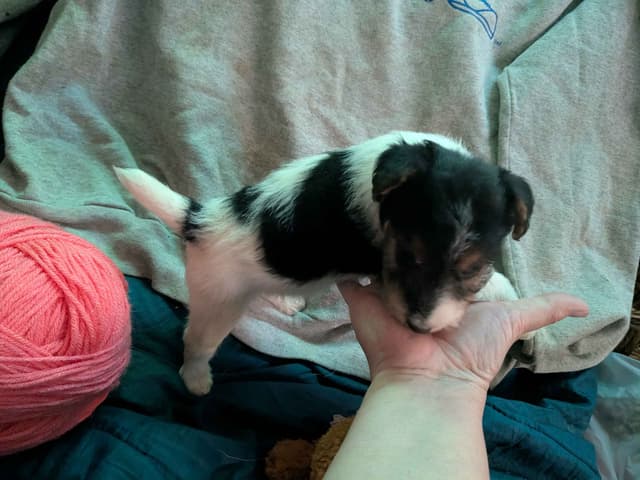 Wire Fox Terrier Puppies media 13