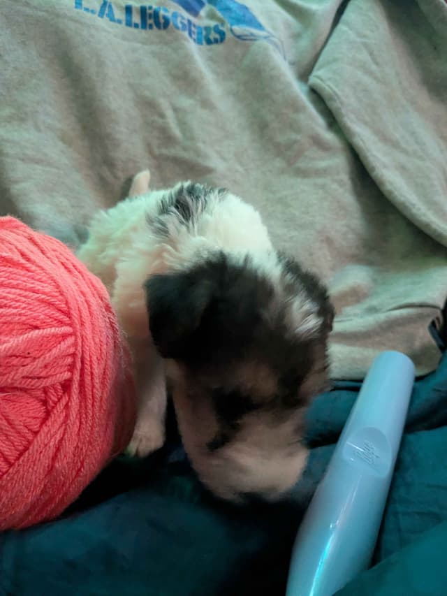 Wire Fox Terrier Puppies media 17