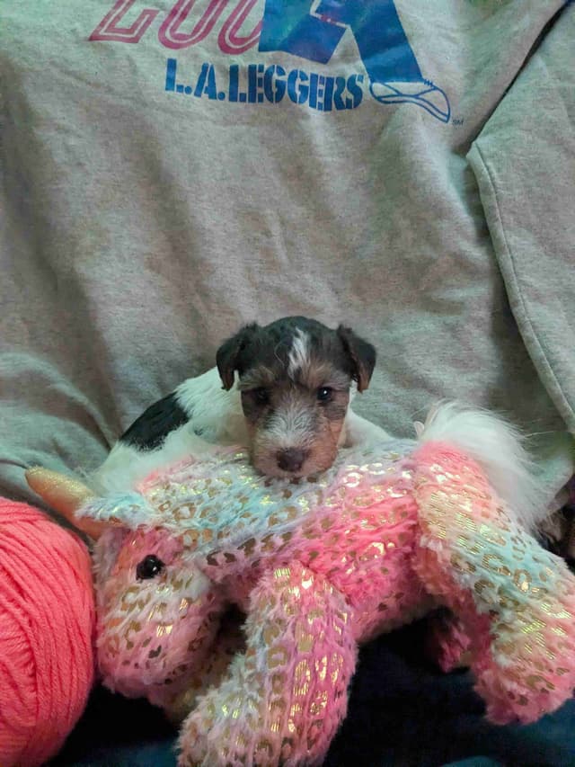 Wire Fox Terrier Puppies media 15