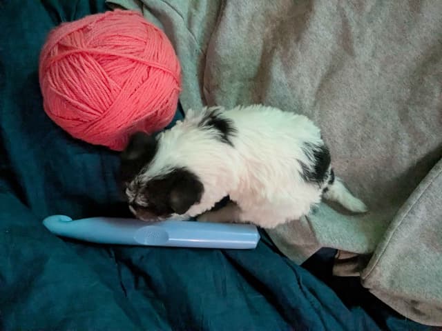 Wire Fox Terrier Puppies media 14