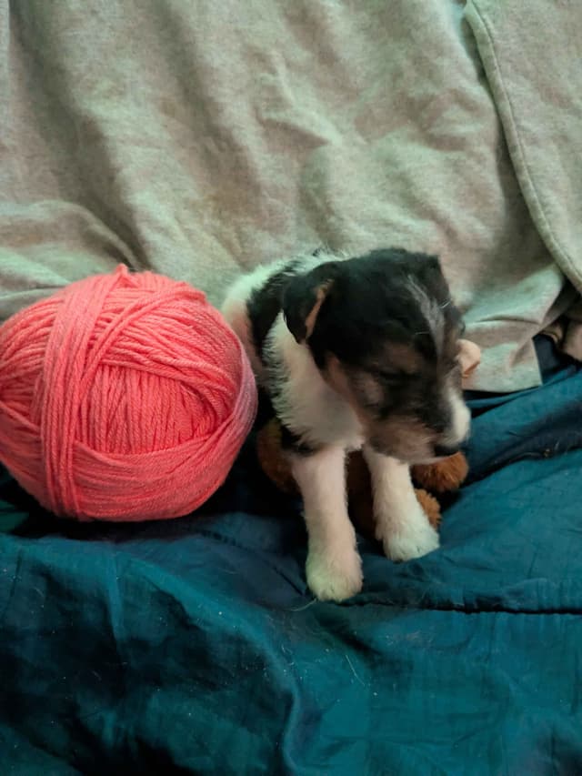 Wire Fox Terrier Puppies media 19