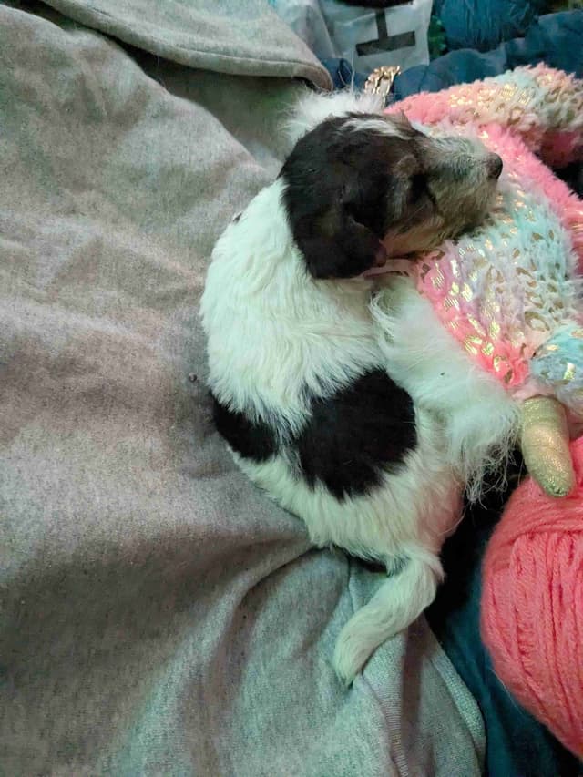 Wire Fox Terrier Puppies media 22