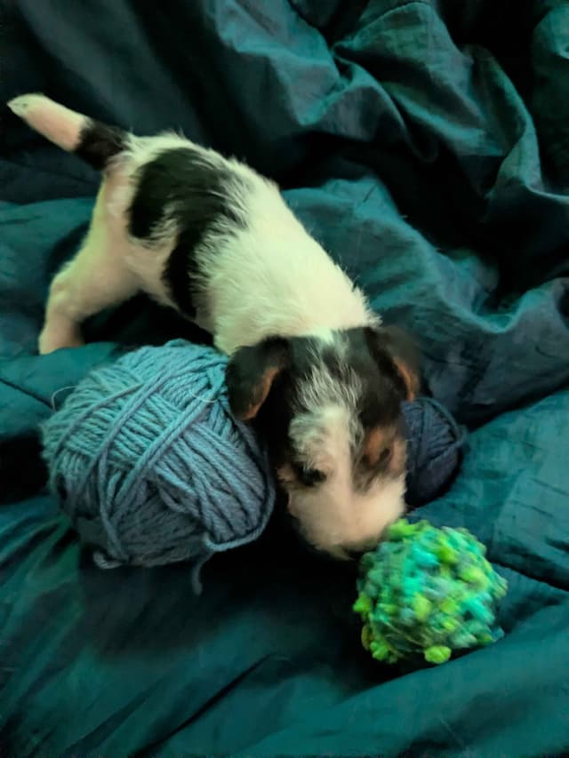 Wire Fox Terrier Puppies media 20