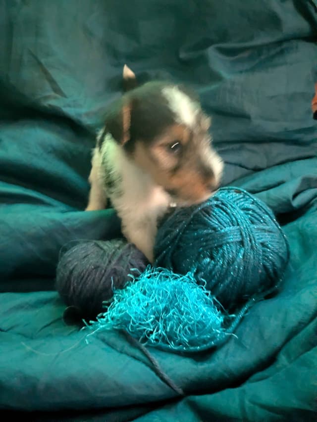 Wire Fox Terrier Puppies media 18