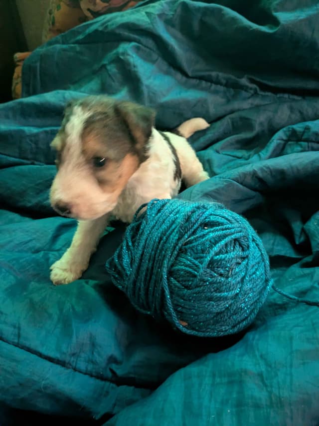 Wire Fox Terrier Puppies media 23