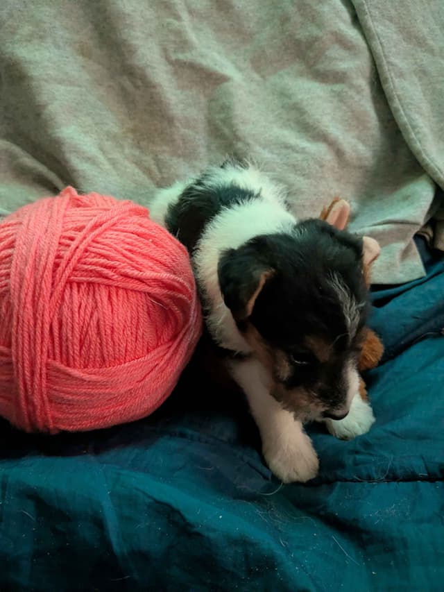 Wire Fox Terrier Puppies media 21