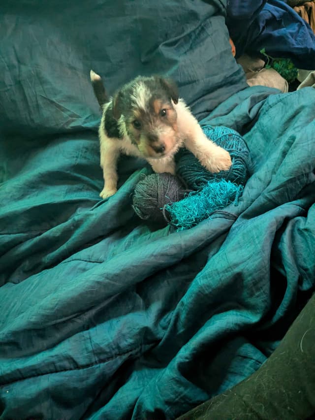 Wire Fox Terrier Puppies media 25