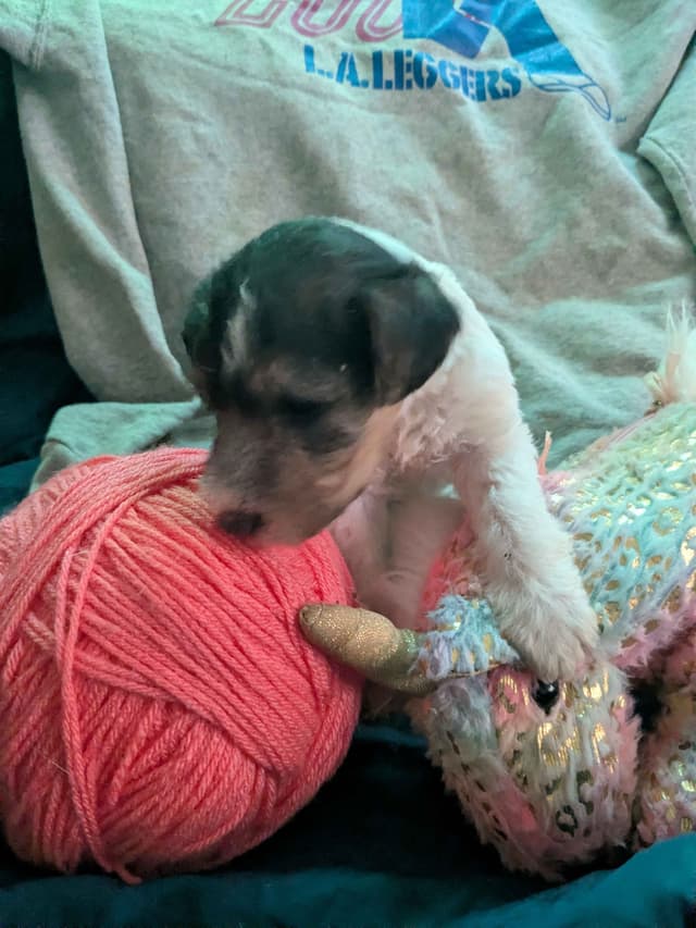 Wire Fox Terrier Puppies media 24