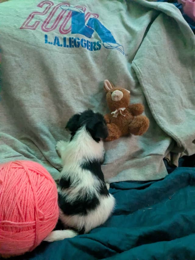 Wire Fox Terrier Puppies media 26
