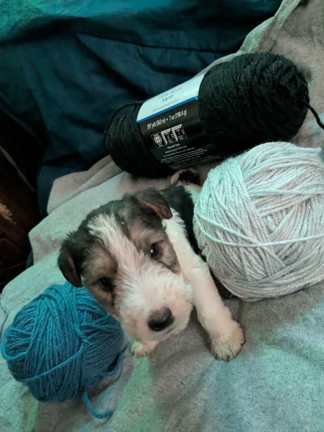 Wire Fox Terrier Puppies media 27