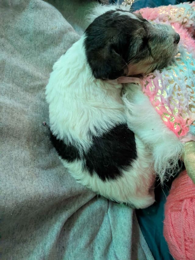 Wire Fox Terrier Puppies media 28