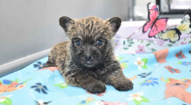 Cairn Terrier Puppies media 3