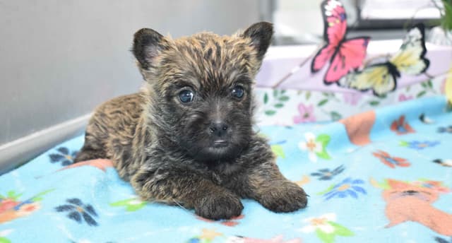 Cairn Terrier Puppies media 4