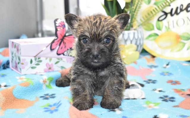 Cairn Terrier Puppies media 5