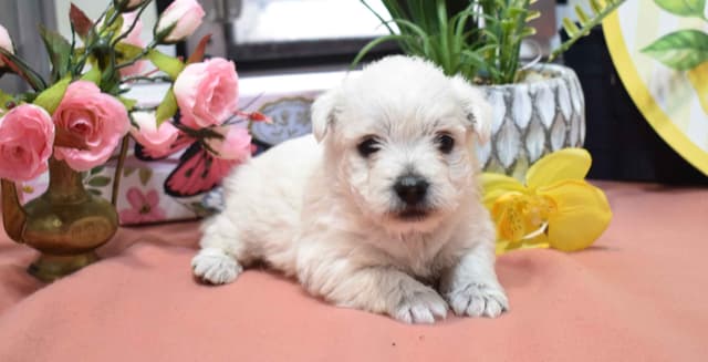West Highland White Terrier Puppies media 2