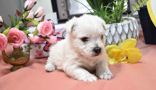 West Highland White Terrier Puppies media 3