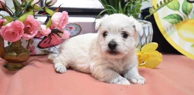 West Highland White Terrier Puppies media 4