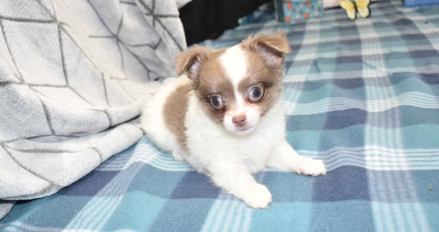 Chihuahua Puppies media 2
