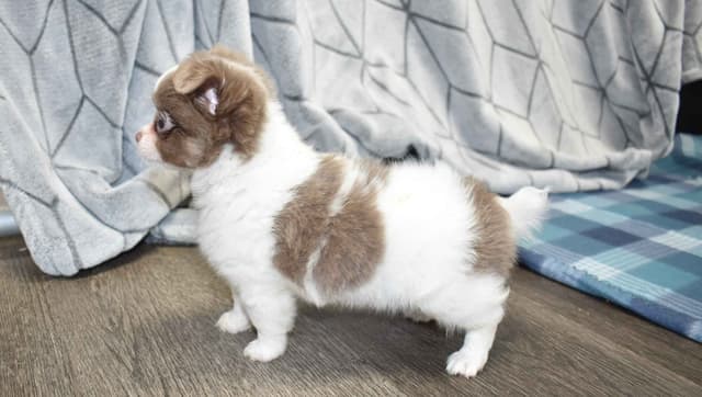 Chihuahua Puppies media 3