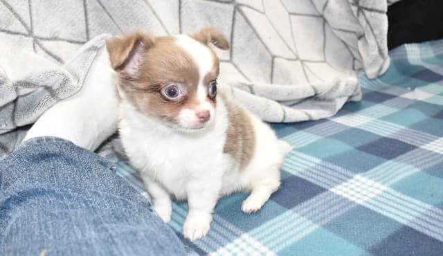 Chihuahua Puppies media 4