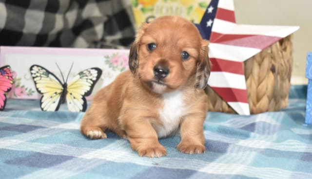 Dachshund Puppies media 2