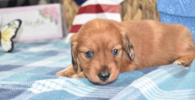Dachshund Puppies media 3