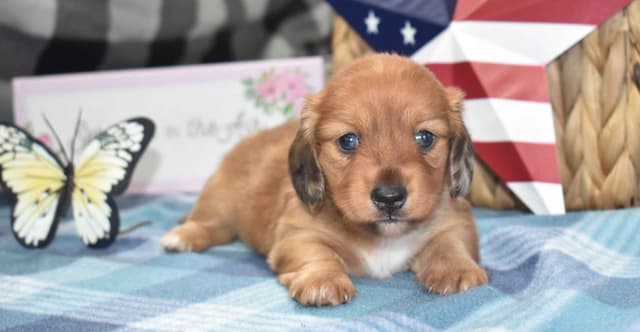 Dachshund Puppies media 4