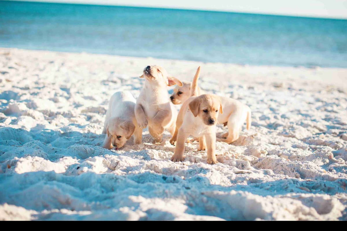 Labrador Retriever Puppies breeder image 6